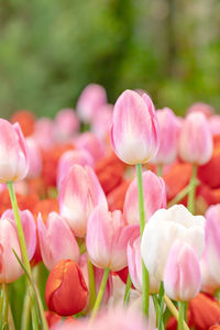 Close-up of pink tulips