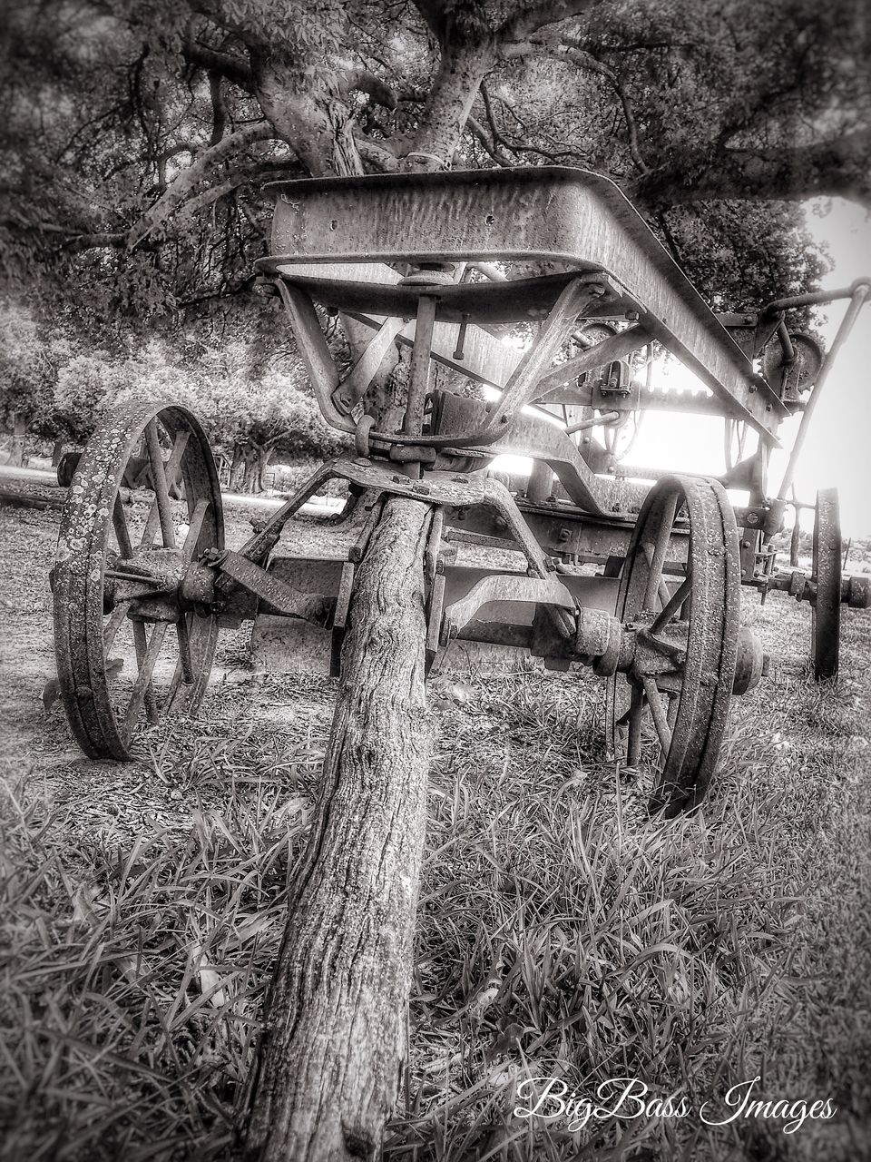 transportation, field, land, plant, mode of transportation, wheel, abandoned, obsolete, tree, day, no people, land vehicle, nature, old, grass, agriculture, wagon wheel, cart, stationary, outdoors