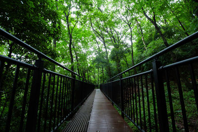 View of footbridge in forest