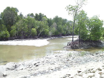 Scenic view of lake against trees