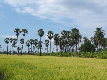Scenic view of palm trees on field against sky