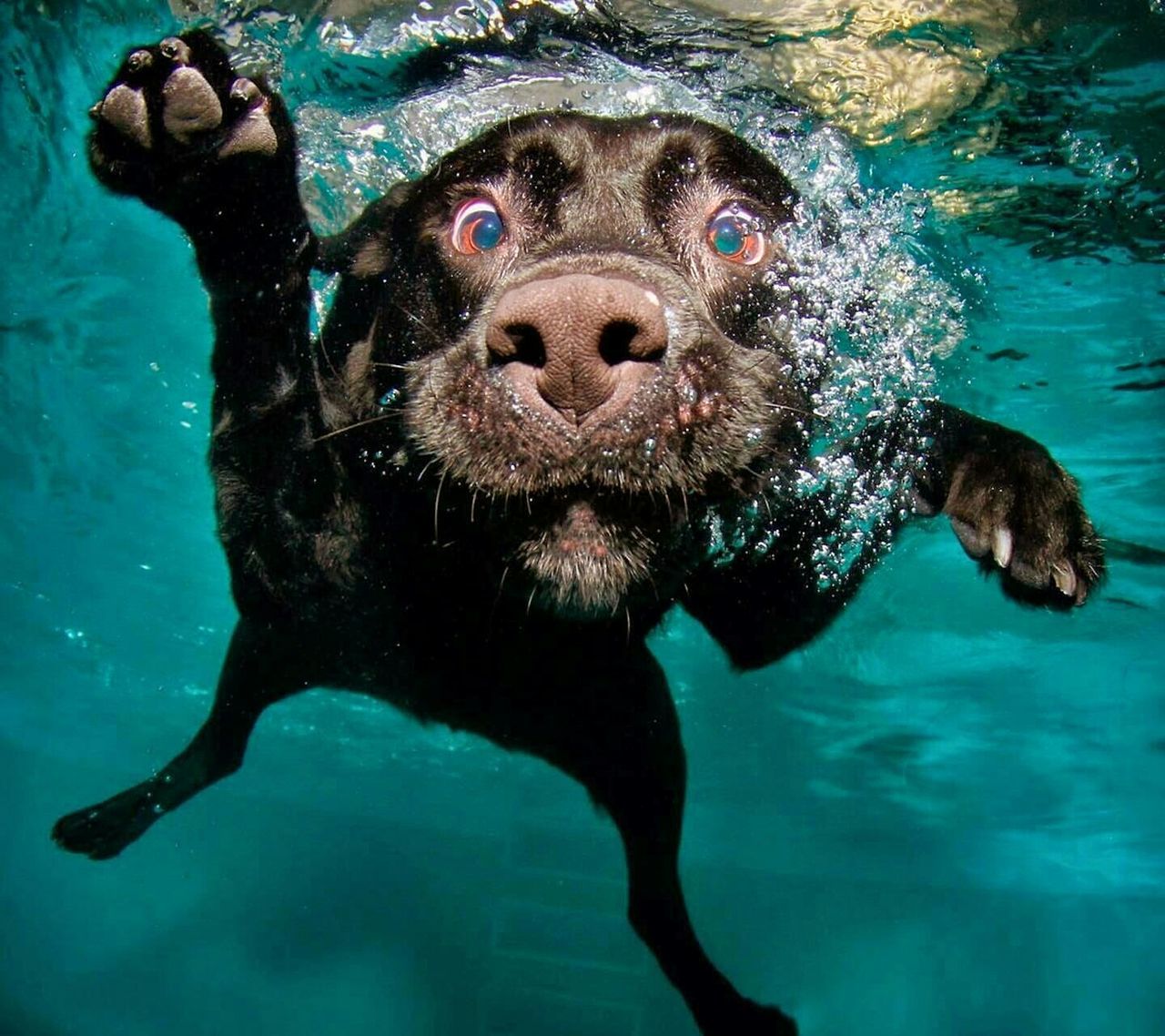 animal themes, dog, water, one animal, mammal, pets, domestic animals, swimming, high angle view, blue, portrait, looking at camera, wet, waterfront, swimming pool, outdoors, standing, two animals, mouth open, black color