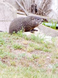 Side view of an animal on wall