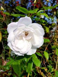 Close-up of white rose