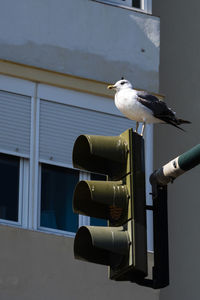 Seagull perching on a metal