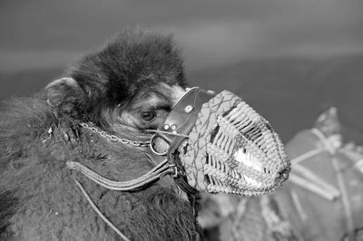 Camel fighter dressed for combat in demre fair