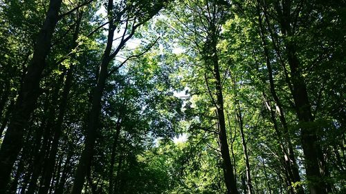 Low angle view of trees