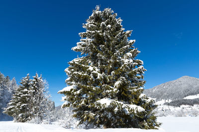 Snow covered tree against sky