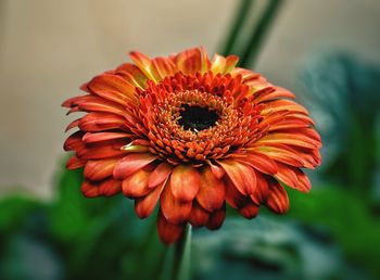 Close-up of orange flower