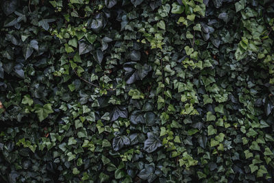 Full frame shot of ivy growing on plant