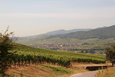 Scenic view of vineyard against sky