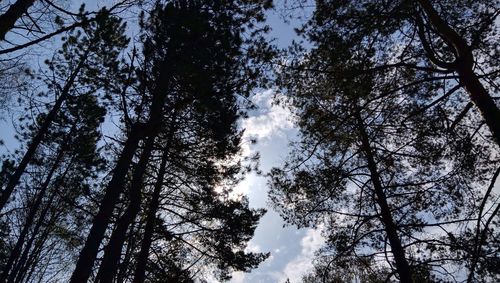 Low angle view of trees against sky