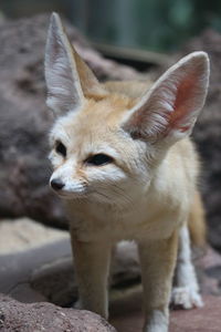 Close-up of a cat looking away