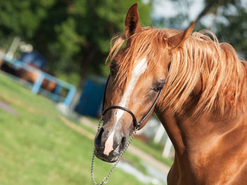 Close-up portrait of horse standing in ranch