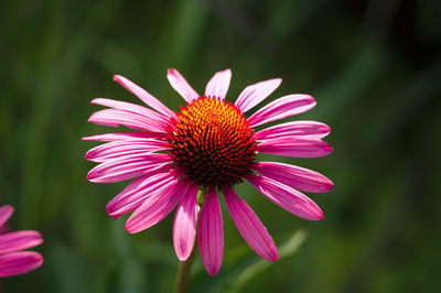 Pink cone flowers