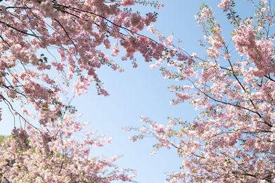 Low angle view of cherry blossoms against sky