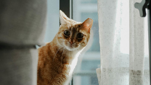 Close-up of a cat looking through window