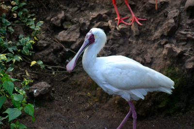 Close-up of bird perching on a field
