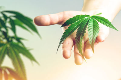 Close-up of hand holding marijuana leaves