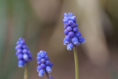 Close-up of purple blue flowers