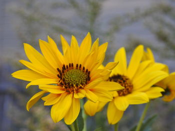 Close-up of yellow daisy blooming outdoors