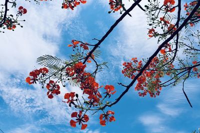 Low angle view of cherry tree against sky