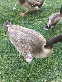 High angle view of birds on field