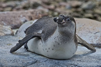 Close-up of seal