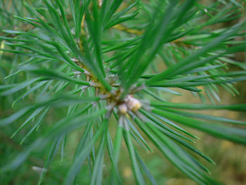 Close-up of green leaves