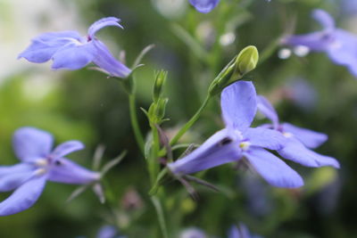 Close-up of purple crocus blooming outdoors