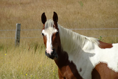 Horse standing in ranch