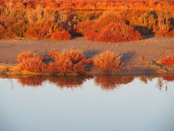 Reflection of trees on lake during autumn