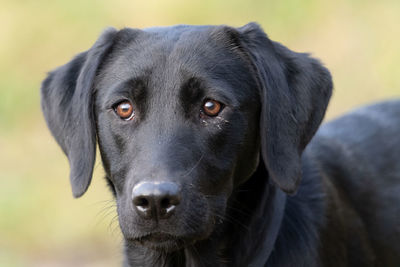 Head shot of a six month old pedigree black labrador puppy outside in a field