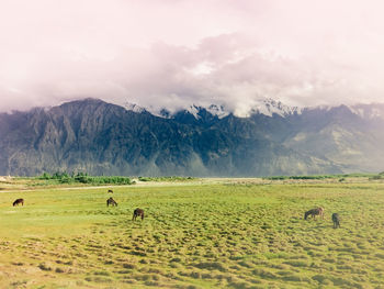 Horses grazing the open fields of manali on a foggy morning