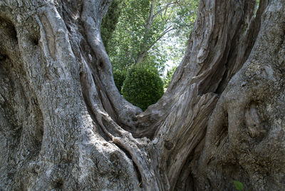 Close-up of tree trunk in forest