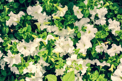 High angle view of white flowering plants