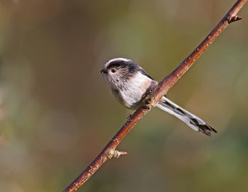 Close-up of an animal