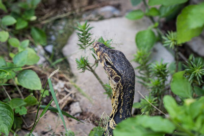 Close-up of a lizard on plant