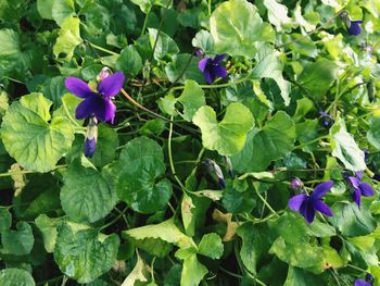 High angle view of purple flowers blooming outdoors