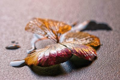 Close-up of food on table