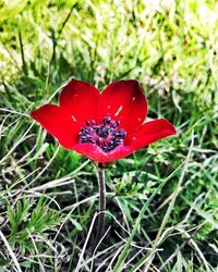 Close-up of red poppy blooming on field