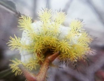 Close-up of flowers