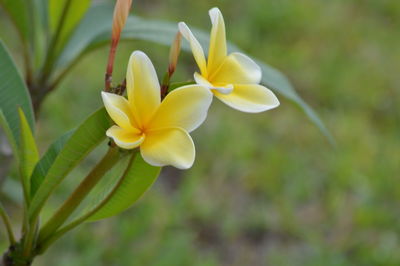 Close-up of frangipani blooming outdoors