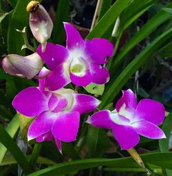 Close-up of pink flowers blooming outdoors