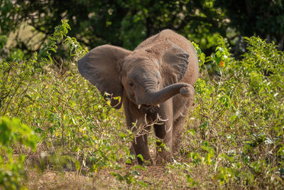 African elephant stands giving itself dust bath