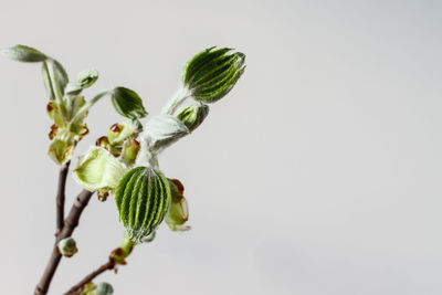 Close-up of flower buds against white background