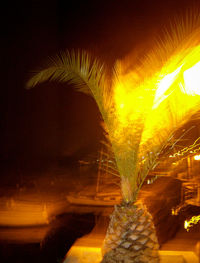 Close-up of wet illuminated tree against sky during sunset