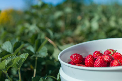Bucket of freshly picked strawberry