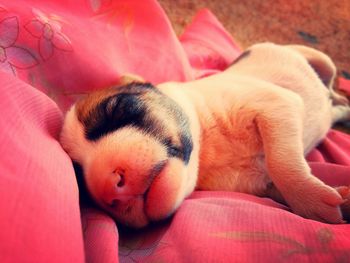 Close-up of dog sleeping on sofa