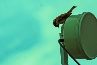 Low angle view of a bird against clear sky